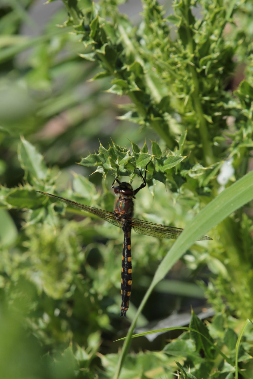 Zelo zdrava rastlina za jetra je pegasti badelj, ki jih obnavlja in ščiti